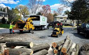 How Our Tree Care Process Works  in  Shrewsbury, NJ