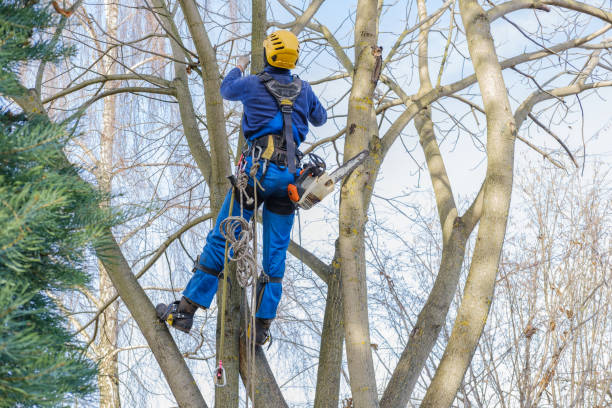 Best Tree Mulching  in Shrewsbury, NJ